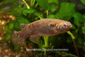 Kryptolebias heyei = marmoratus kryptolebias marmoratus noLoc_ 0