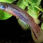 Rivulus brunneus sp_ brunneus Terra_Typica 0