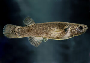 Kryptolebias heyei = marmoratus sp_ marmoratus noLoc_ 0