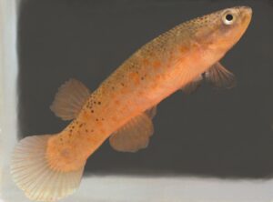 Kryptolebias heyei = marmoratus sp_ marmoratus Terra_Ceia 0