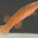 Kryptolebias heyei = marmoratus sp_ marmoratus Terra_Ceia 0