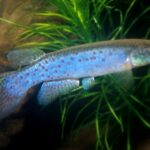 Rivulus punctatus sp_ punctatus noLoc_ 1