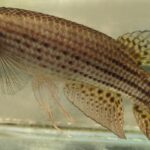 Trigonectes balzanii sp_ balzanii Pozo_del_Tigre 0