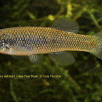 Fundulus rathbuni